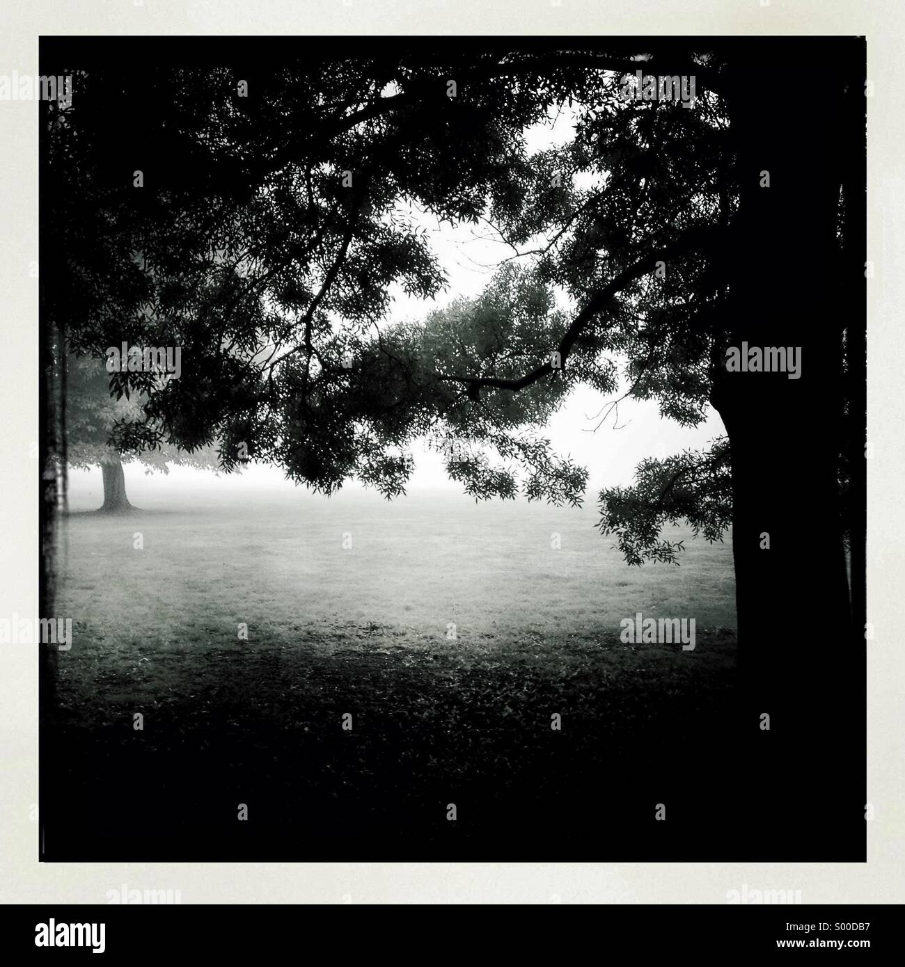 Bianco & Nero foto della vecchia quercia in campo. Formato quadrato. London REGNO UNITO Foto Stock