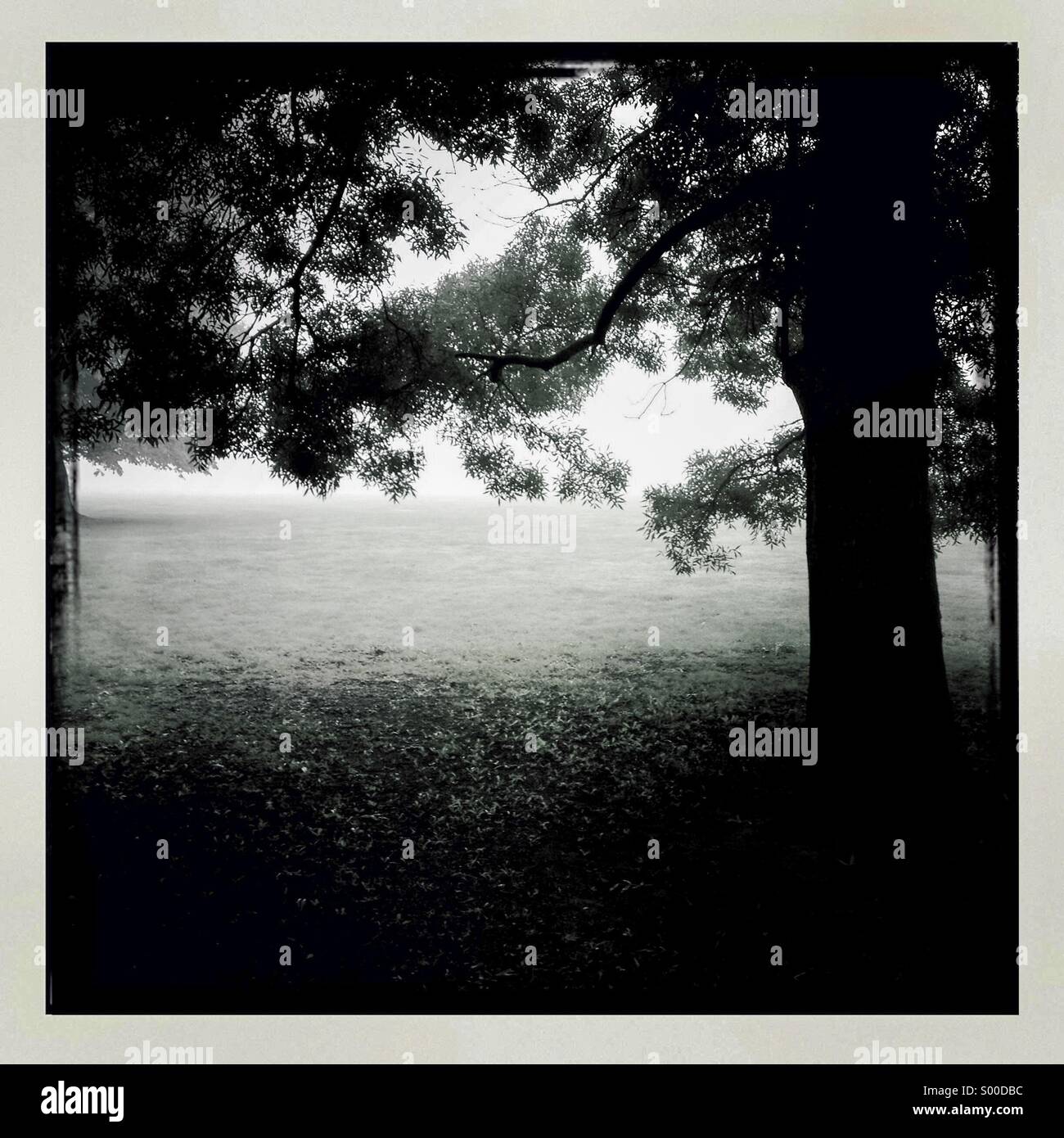 Bianco & Nero foto della vecchia quercia in campo. Formato quadrato. Bordi bianchi. London REGNO UNITO Foto Stock