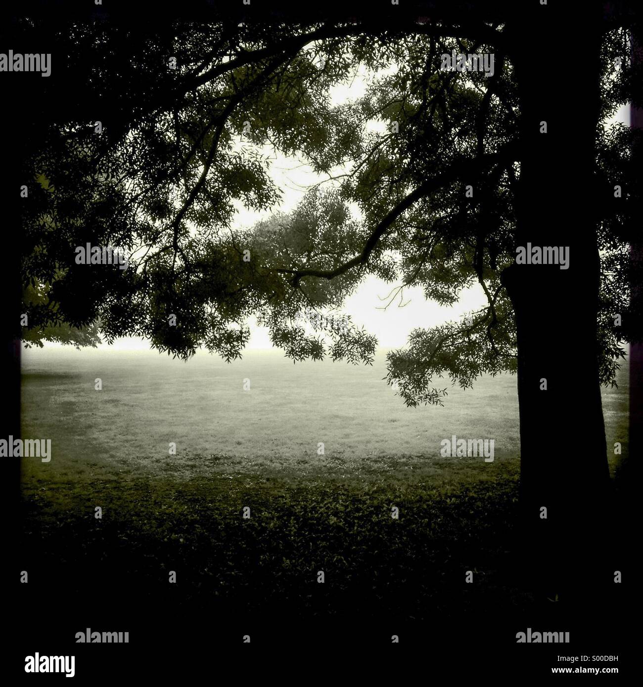 Bianco & Nero foto della vecchia quercia in campo. Formato quadrato. I bordi neri, London REGNO UNITO Foto Stock