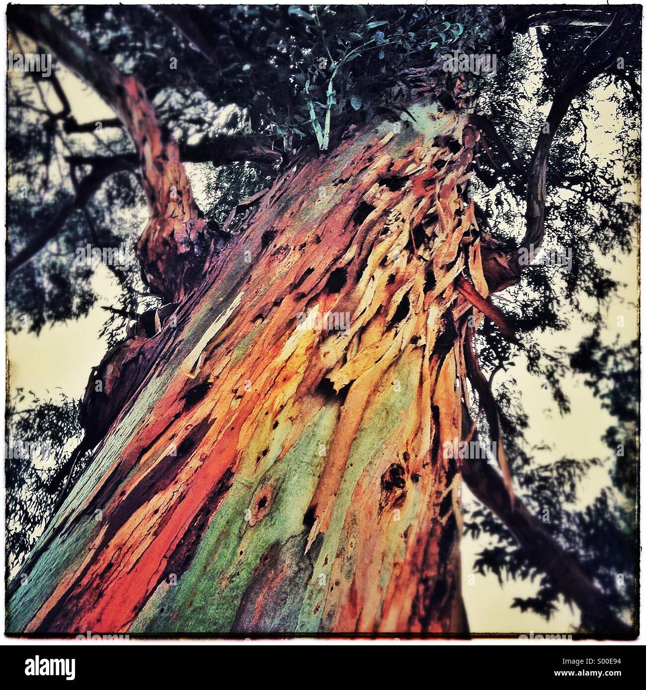 Corteccia di albero di eucaliptus Foto Stock