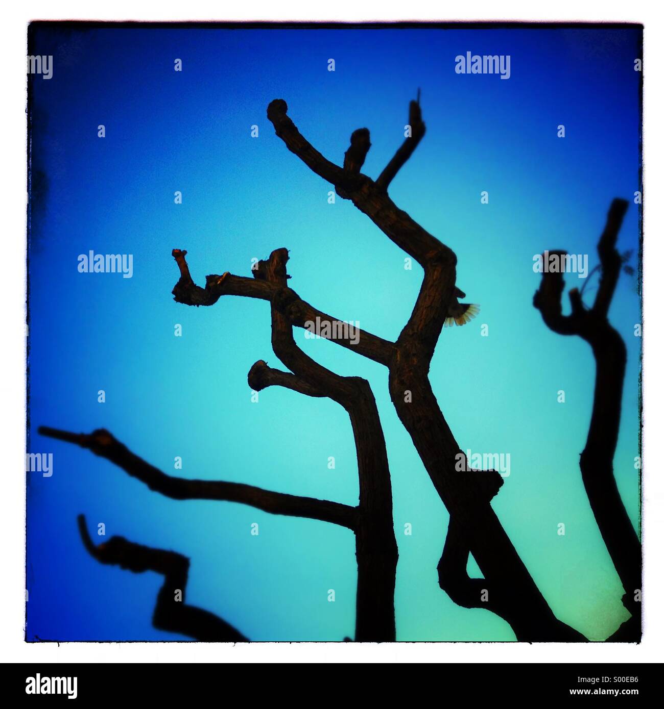 Ramo di albero silhouette in inverno sul cielo blu Foto Stock