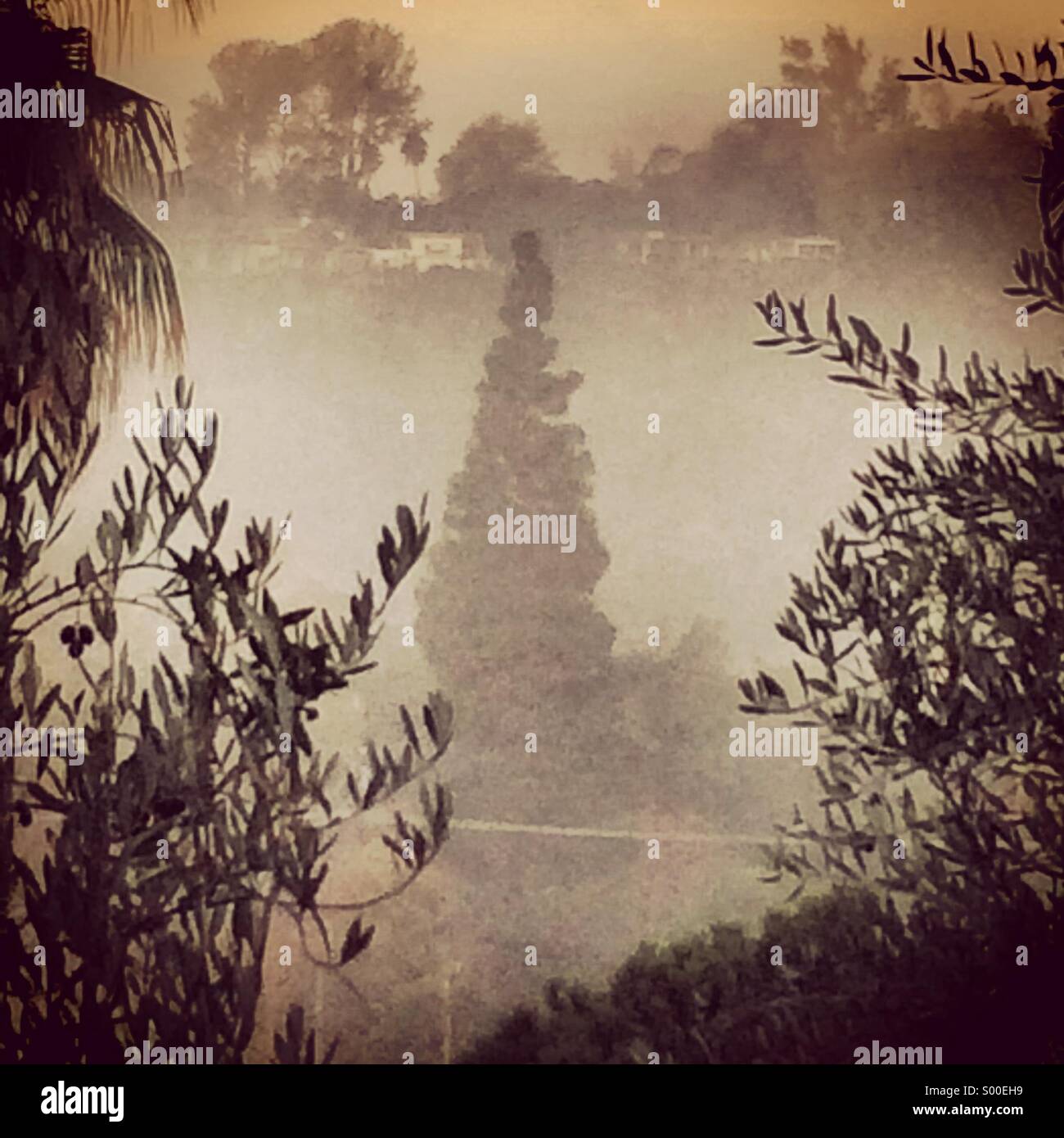 Nebbia e gli alberi Foto Stock