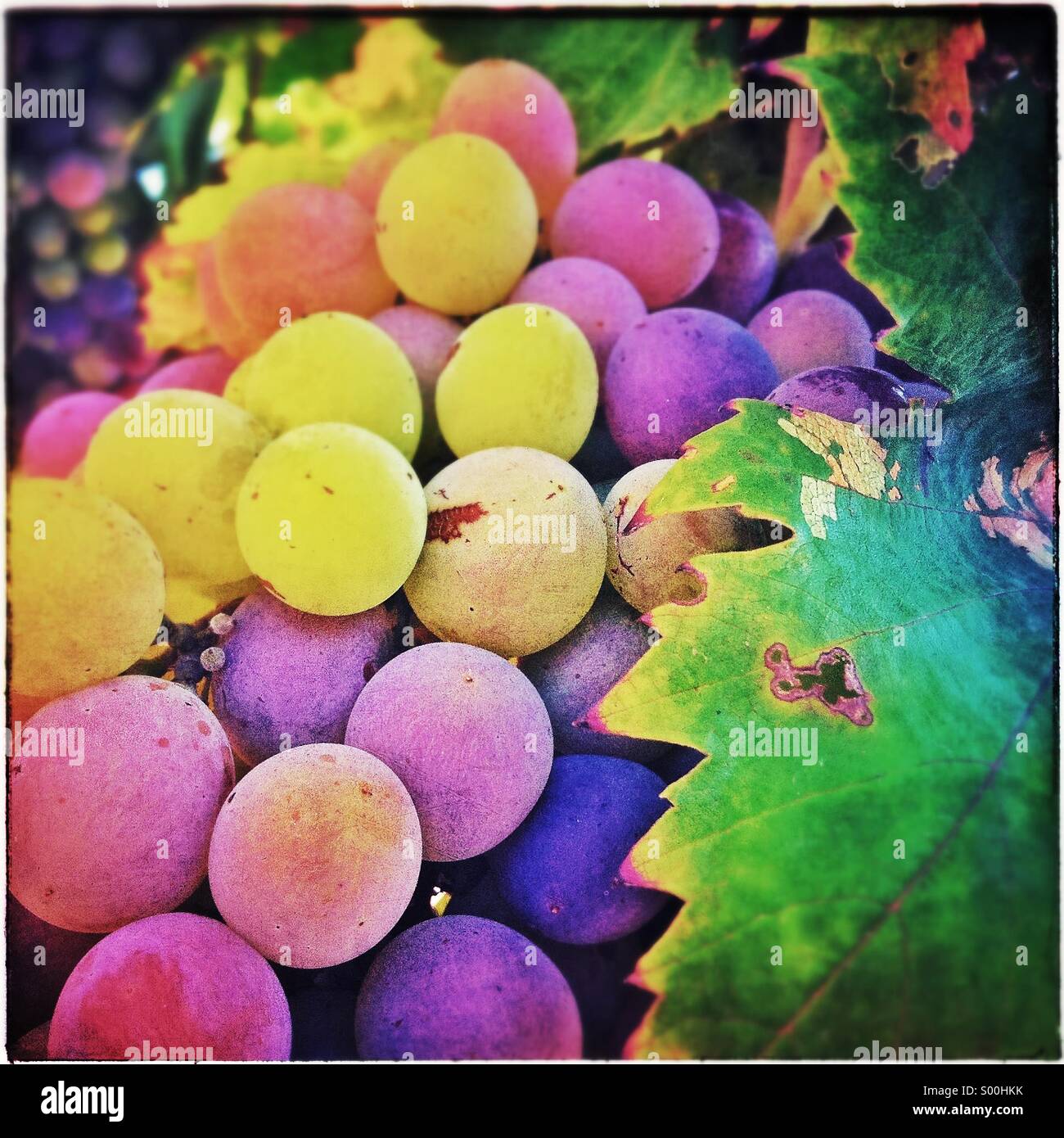 Grappolo di uva colorati Foto Stock
