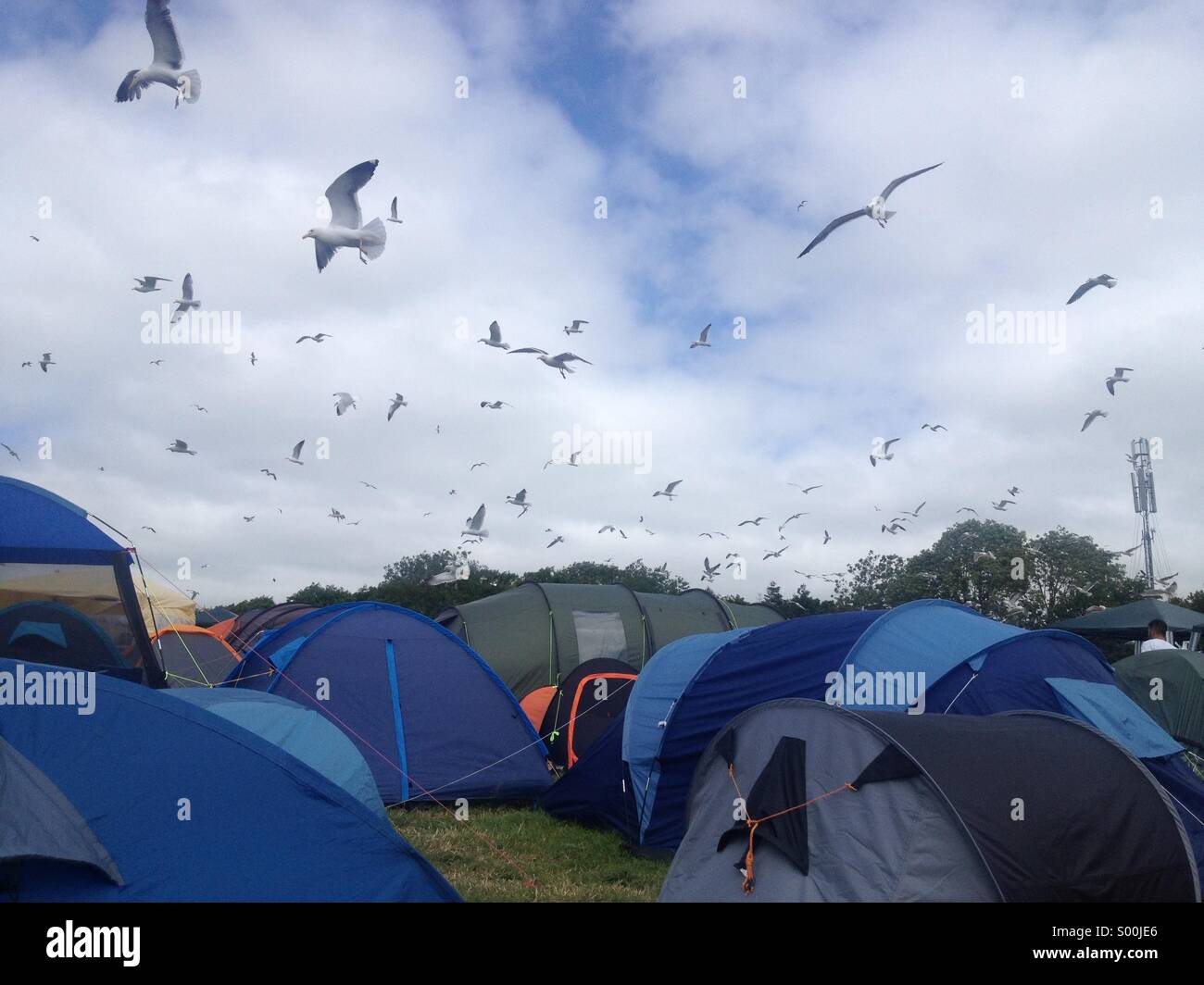 A Flock of Seagulls Fly oltre tende a Glastonbury Festival, ricerca di spazzatura Foto Stock