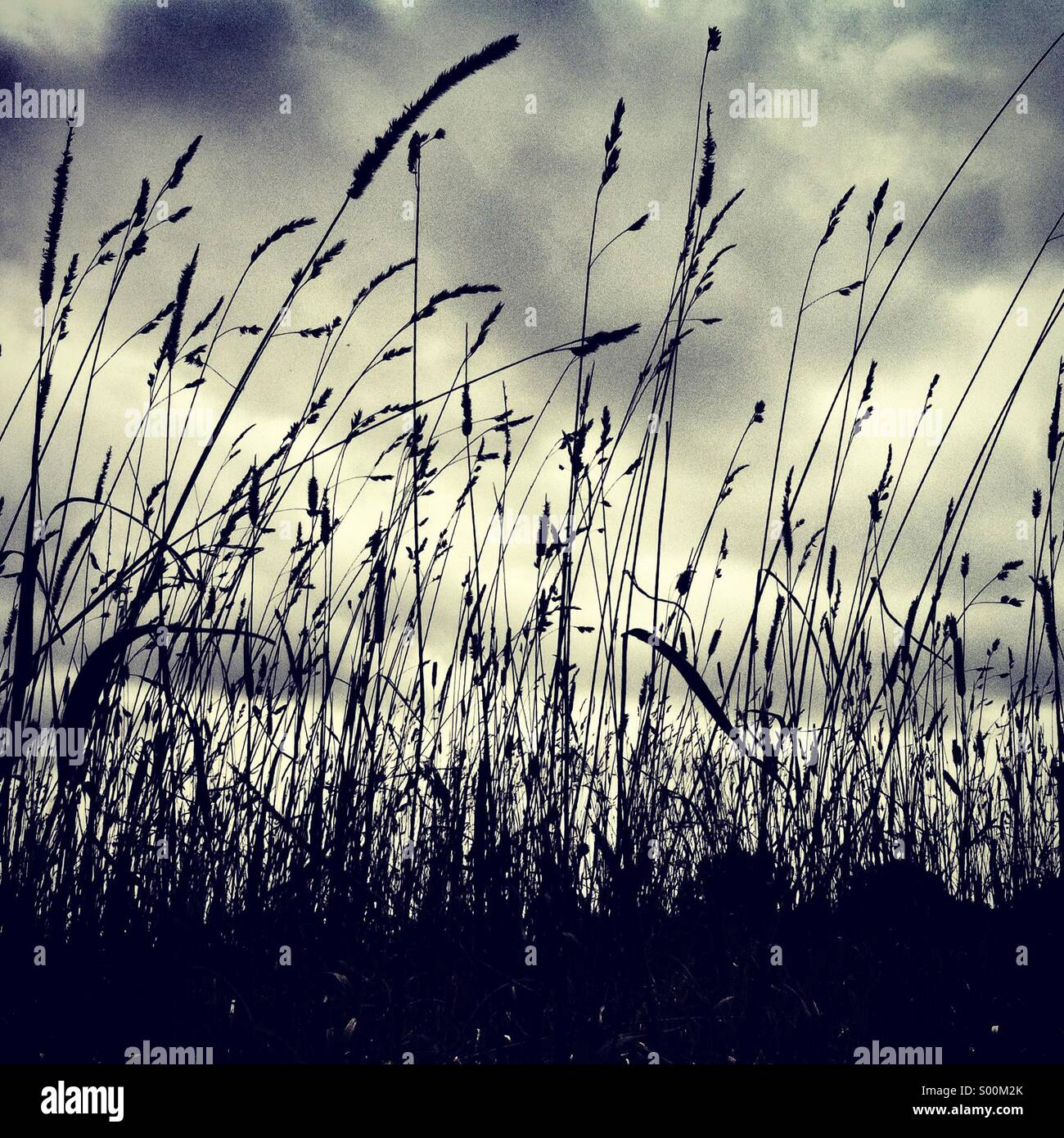 Silhouette di erba lunga su una giornata uggiosa Foto Stock