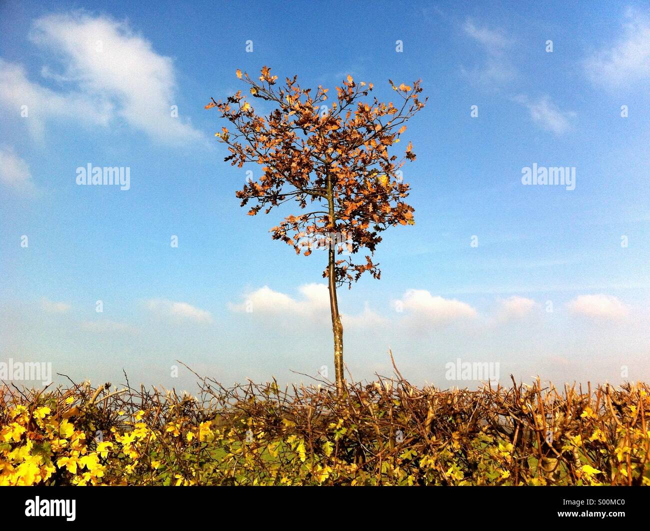 Gran Bretagna Inghilterra Essex singolo albero siepe sopra le foglie di autunno nuvoloso cielo blu Foto Stock
