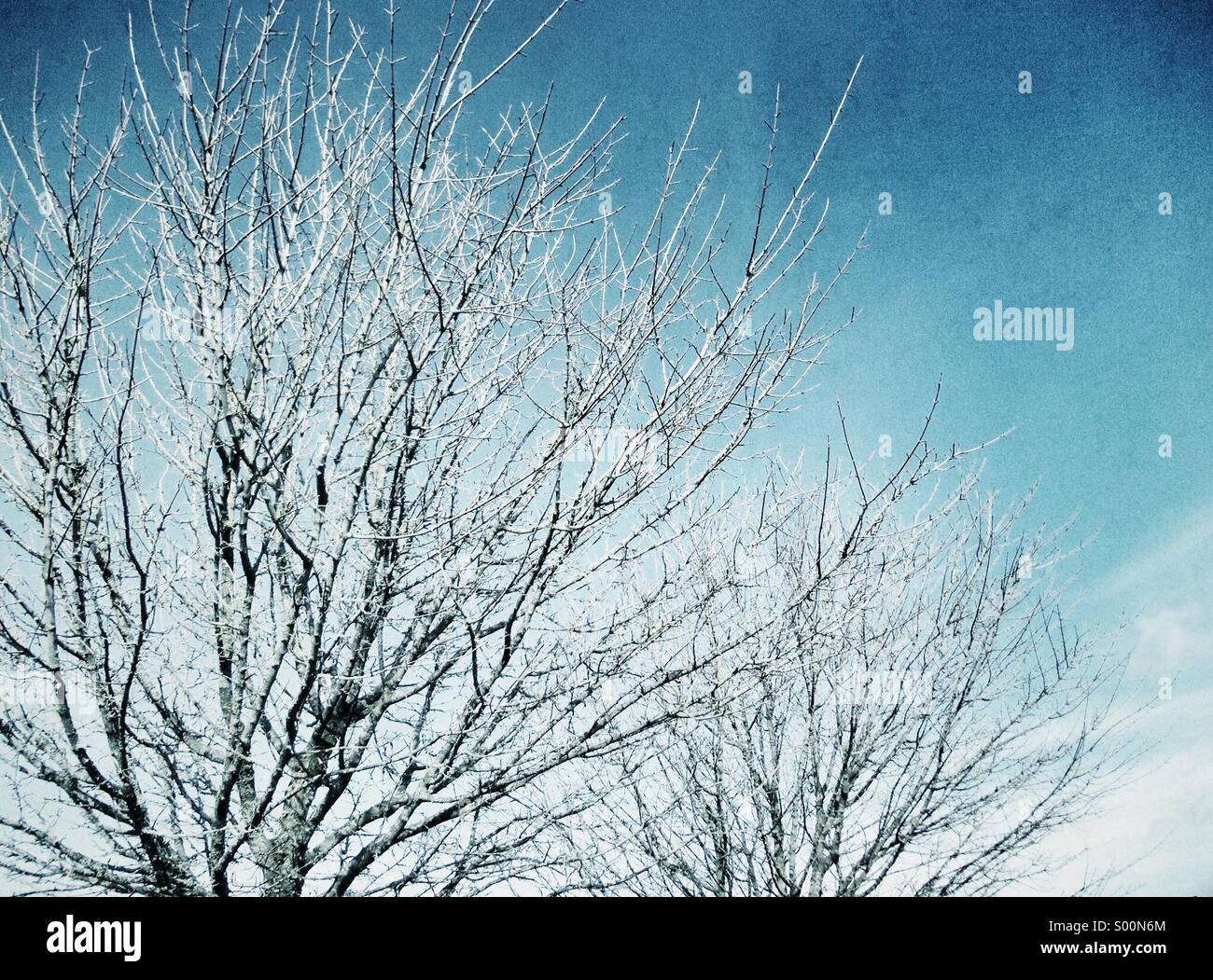 I rami degli alberi in inverno con cielo blu Foto Stock