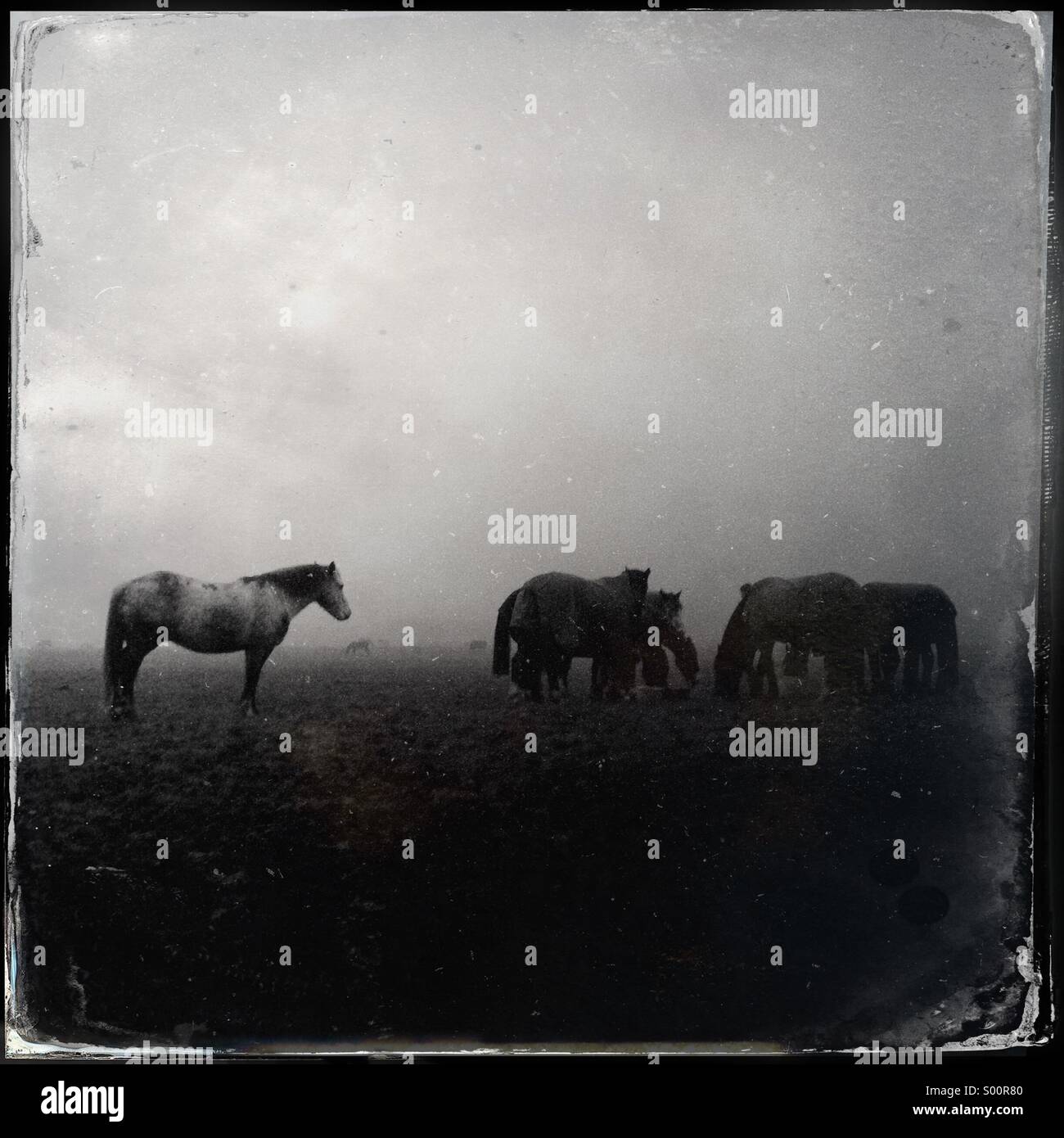 Un cavallo guarda in una nebbiosa scena come un gruppo di altri cavalli di condividere il loro cibo Foto Stock