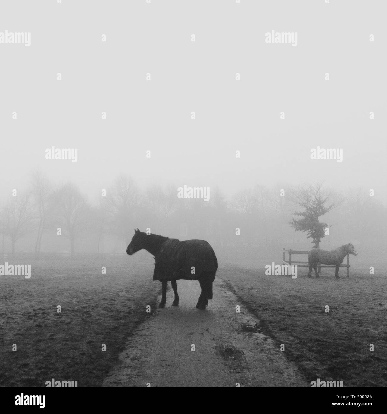 Un cavallo che indossa un cappotto fermamente blocca il percorso in una nebbiosa scena. Un secondo cavallo in distanza. Foto Stock