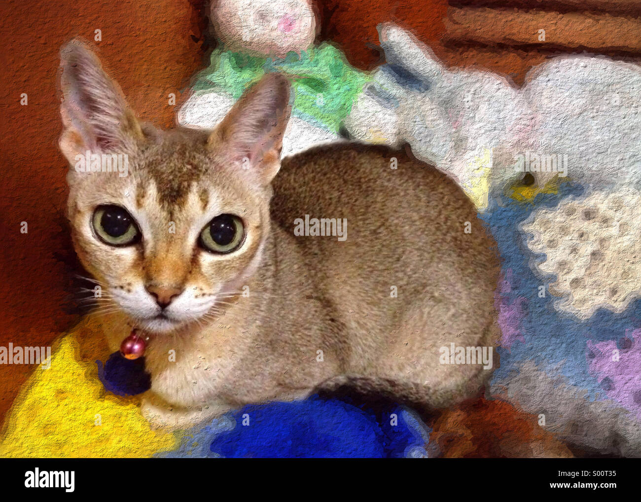 Carino Singapore Cat seduto su accogliente angolo coperta Foto Stock