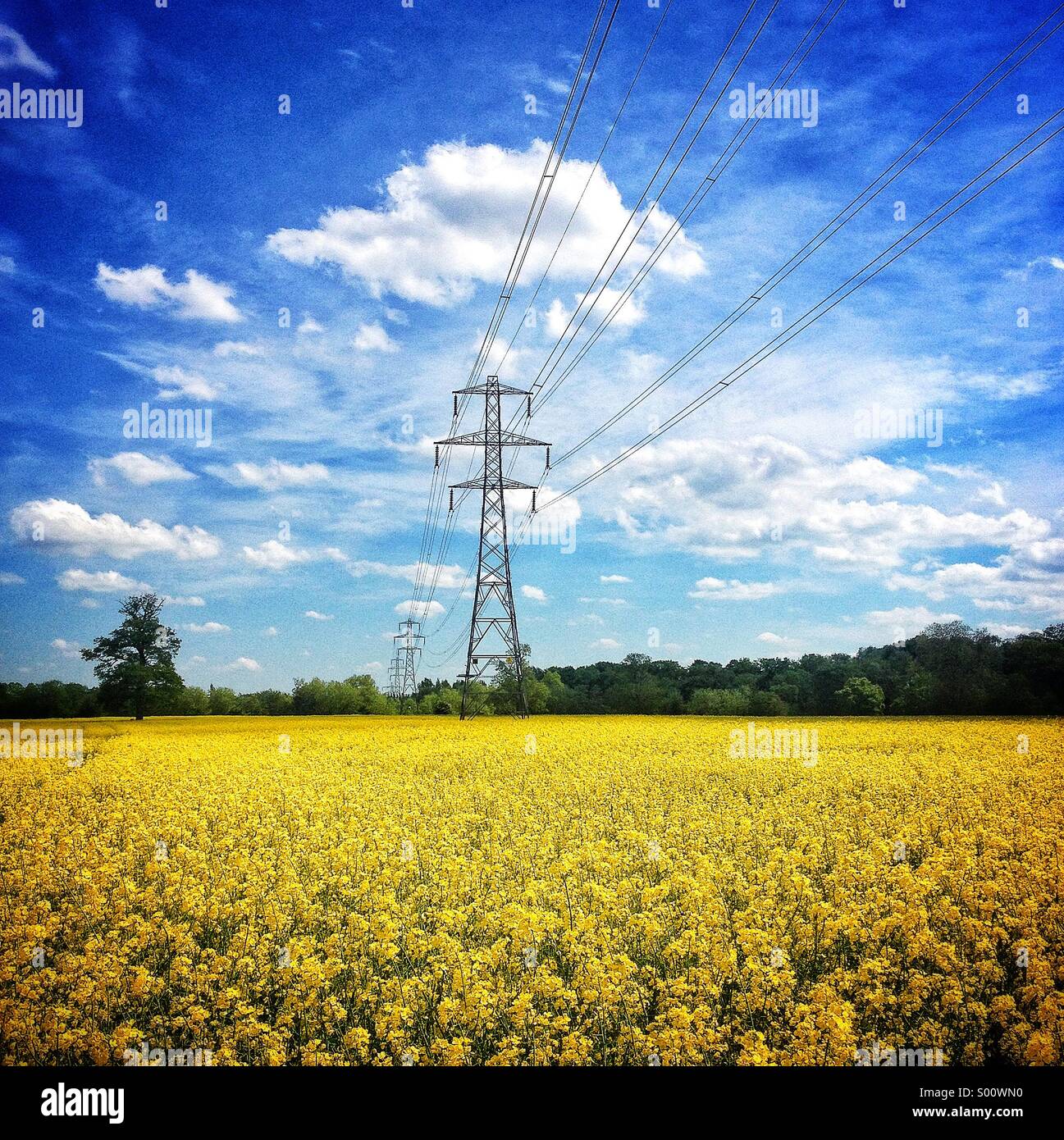 Traliccio in medio di olio di semi, campo Warwickshire, Regno Unito Foto Stock