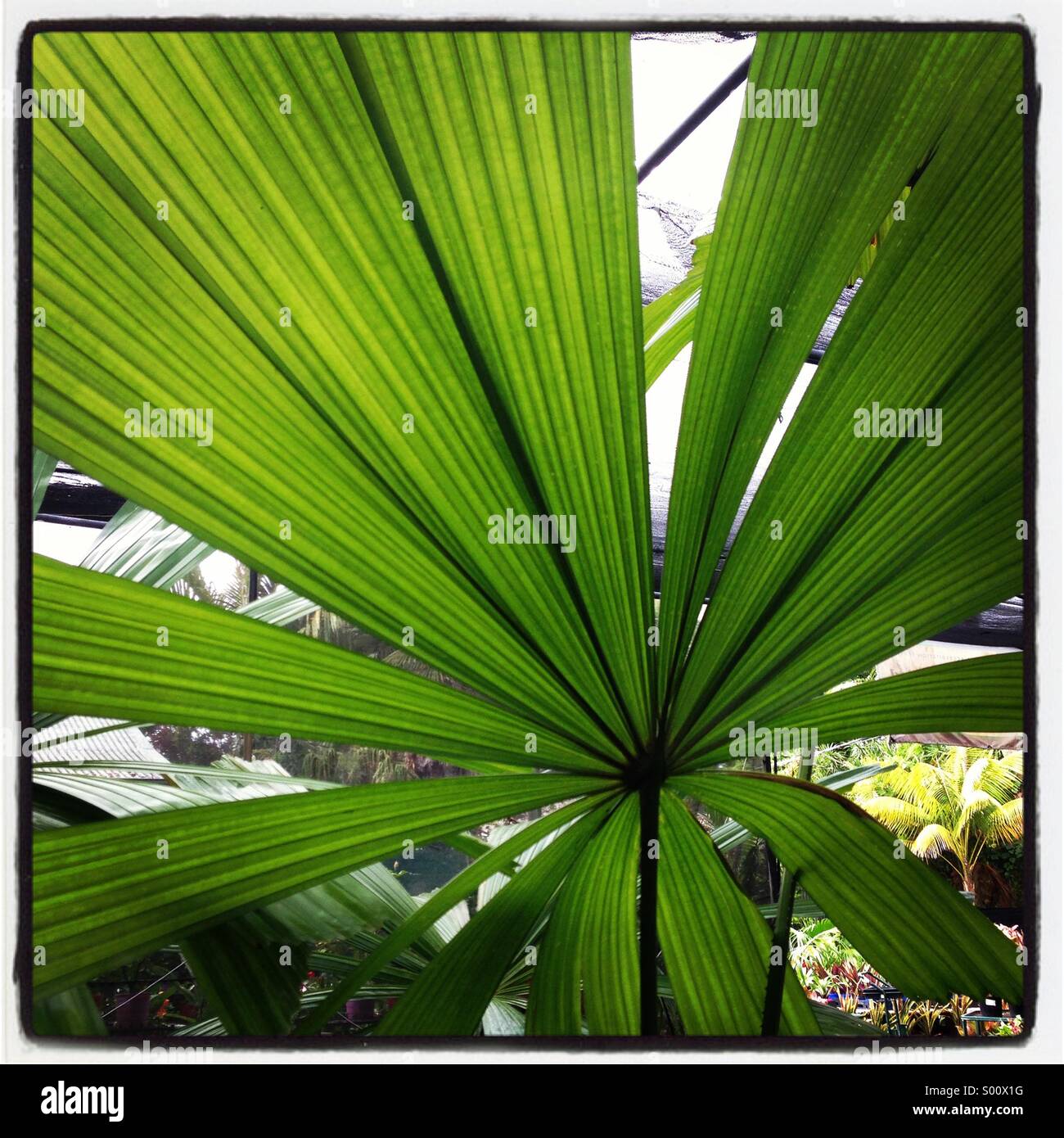 Ventola europeo palm Foto Stock