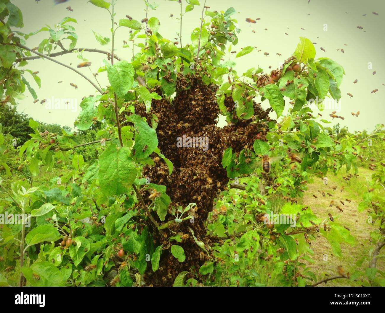 Miele di uno sciame di api (Apis mellifera) Foto Stock