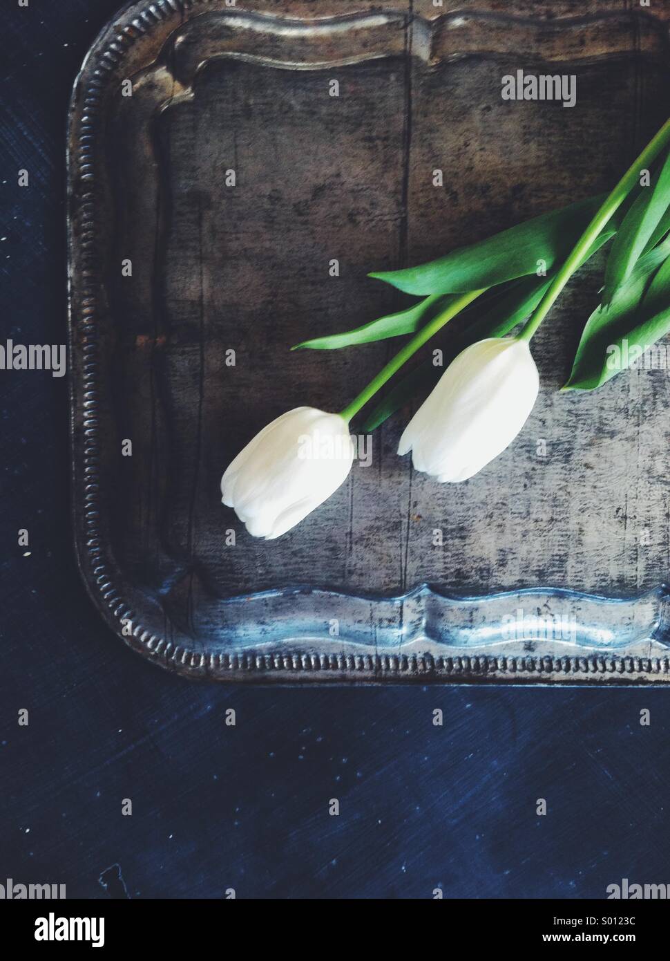 Tulipani bianco sul peltro Foto Stock