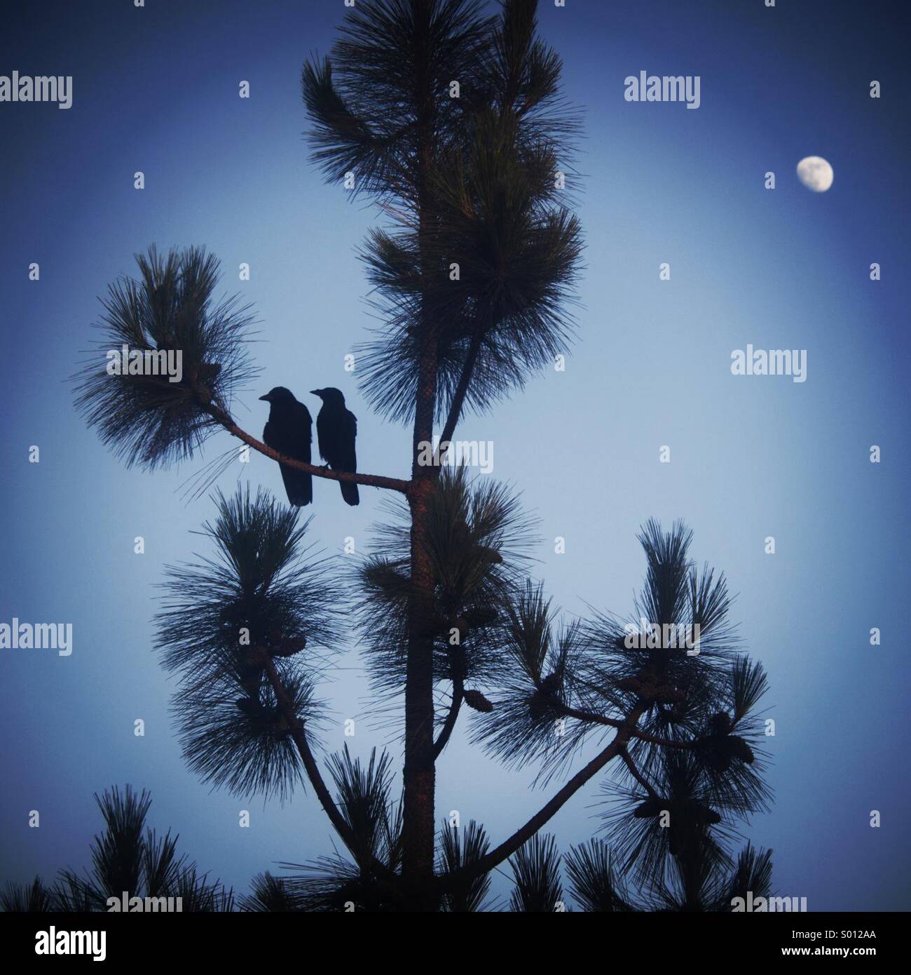 Amore uccelli in una struttura ad albero. Foto Stock