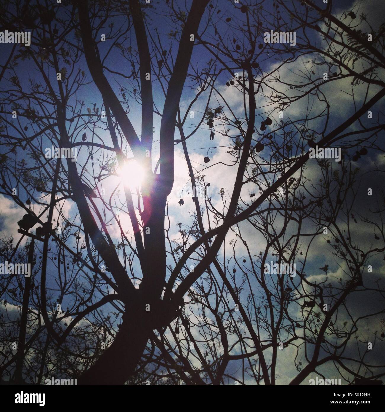 Luce del sole attraverso le boccole di albero - Immagine stock catturata con smartphone