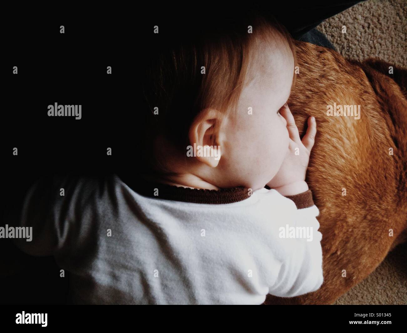Un bambino appoggia la testa su un cani all'indietro. Foto Stock