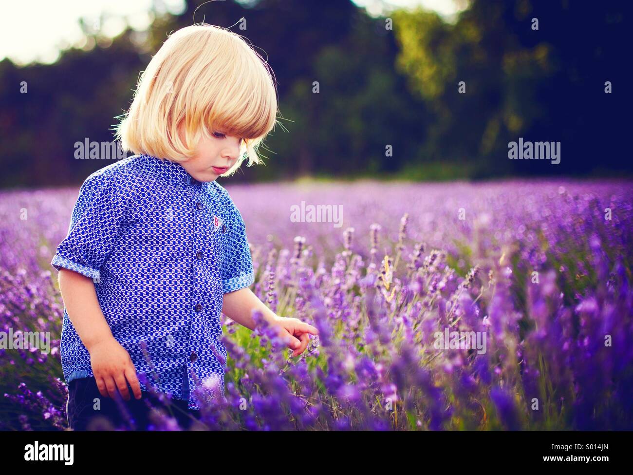 Estate della lavanda Foto Stock