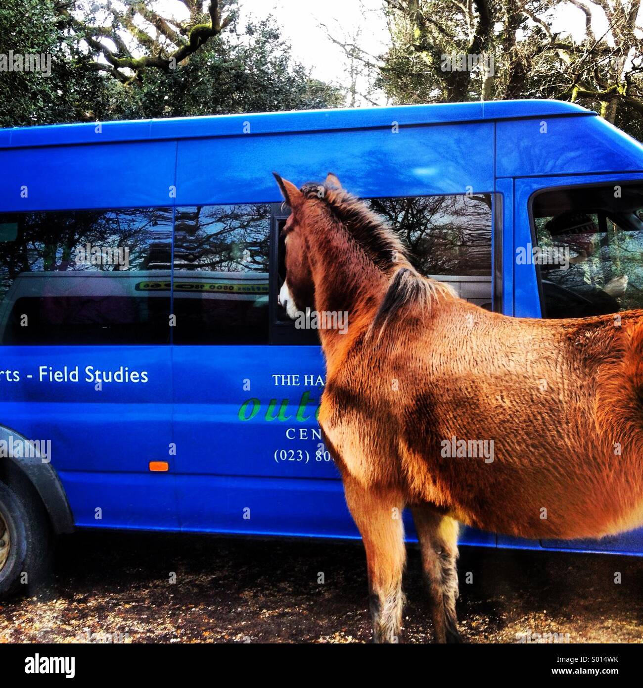 Una nuova foresta di scavenging del pony pranzo da studenti in un campo di studi minibus vicino Ponte Gatewood nel New Forest National Park, Regno Unito. Foto Stock