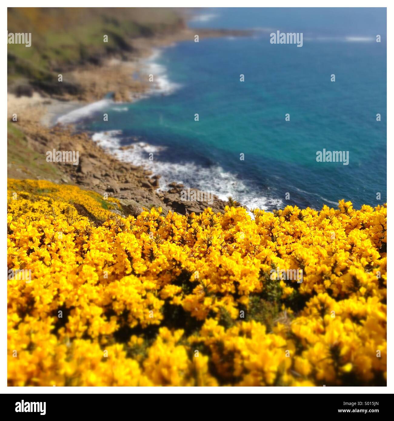 Gorse giallo fiori sulla scogliera costiera top Foto Stock