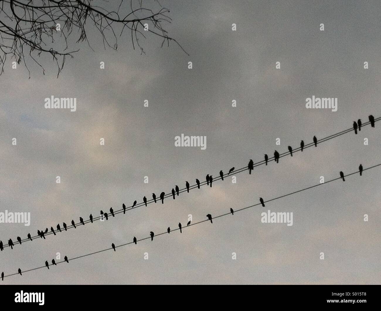 Gli uccelli di una piuma, Houston, Febbraio 2014 - Immagine stock catturata con smartphone