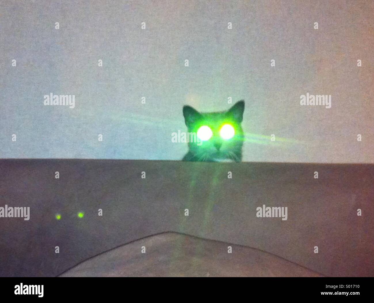 Un gatto con gli occhi laser dietro il divano Foto stock - Alamy