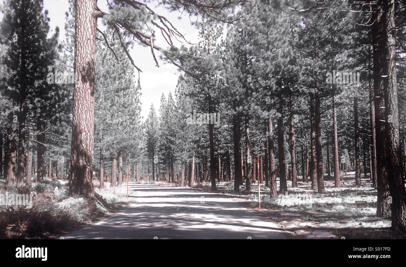 Alberi di pino e la strada attraverso la foresta di Mammoth Lakes, California Foto Stock