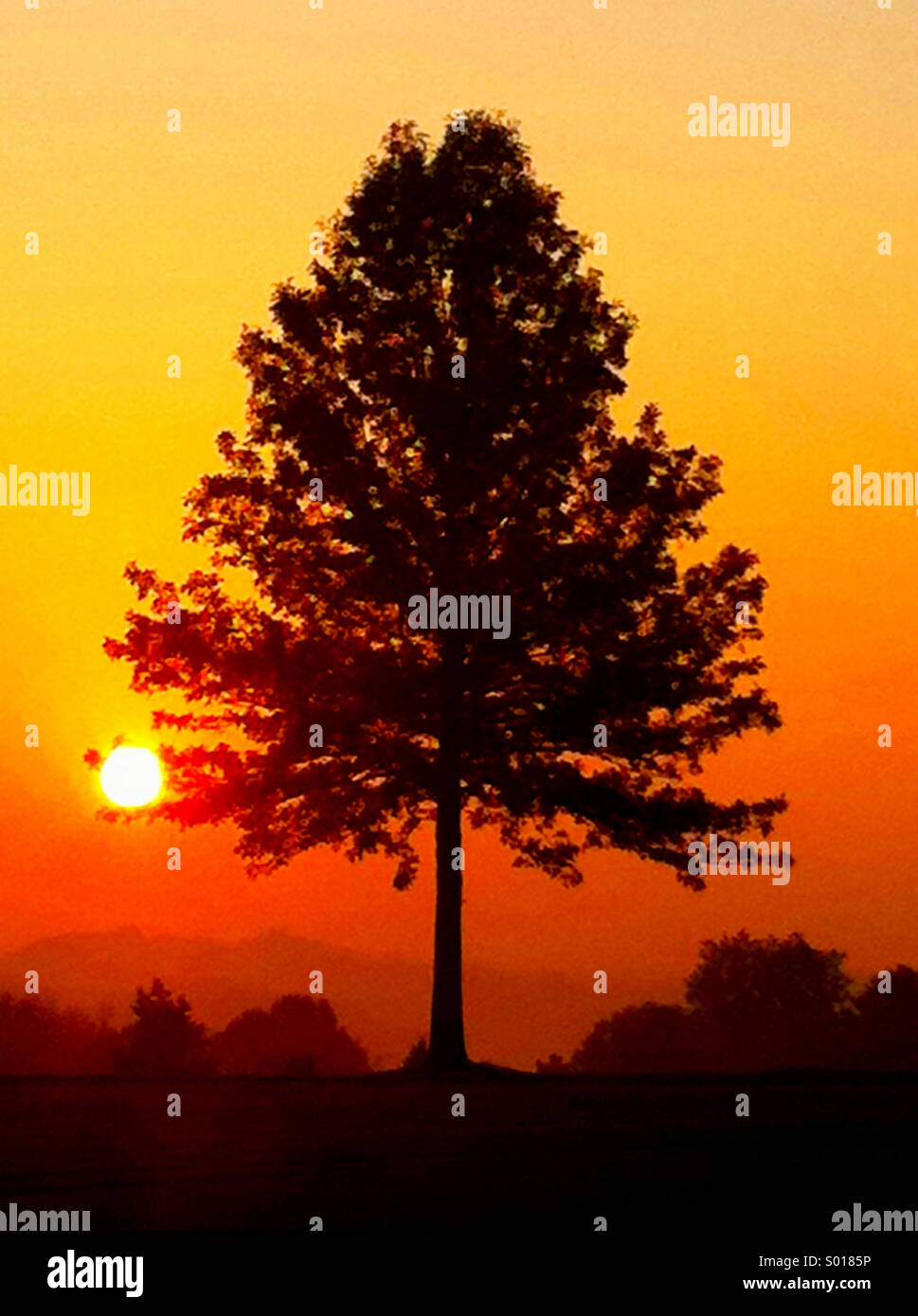 Una silhouette di un albero fissato contro un arancio alba Foto Stock