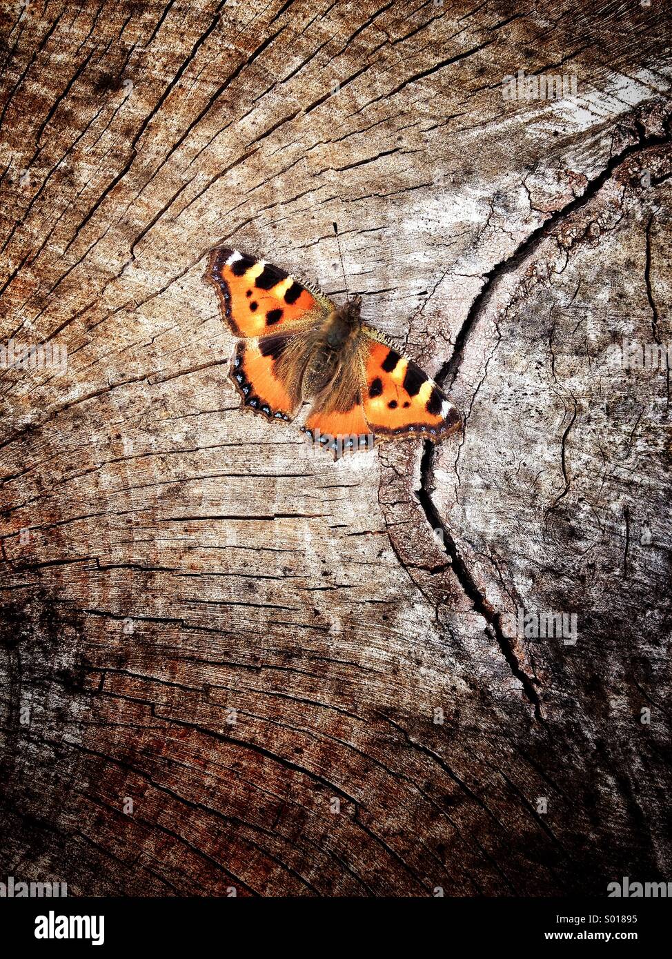 Piccola Tartaruga Butterfly su un registro del giardino - Immagine stock catturata con smartphone