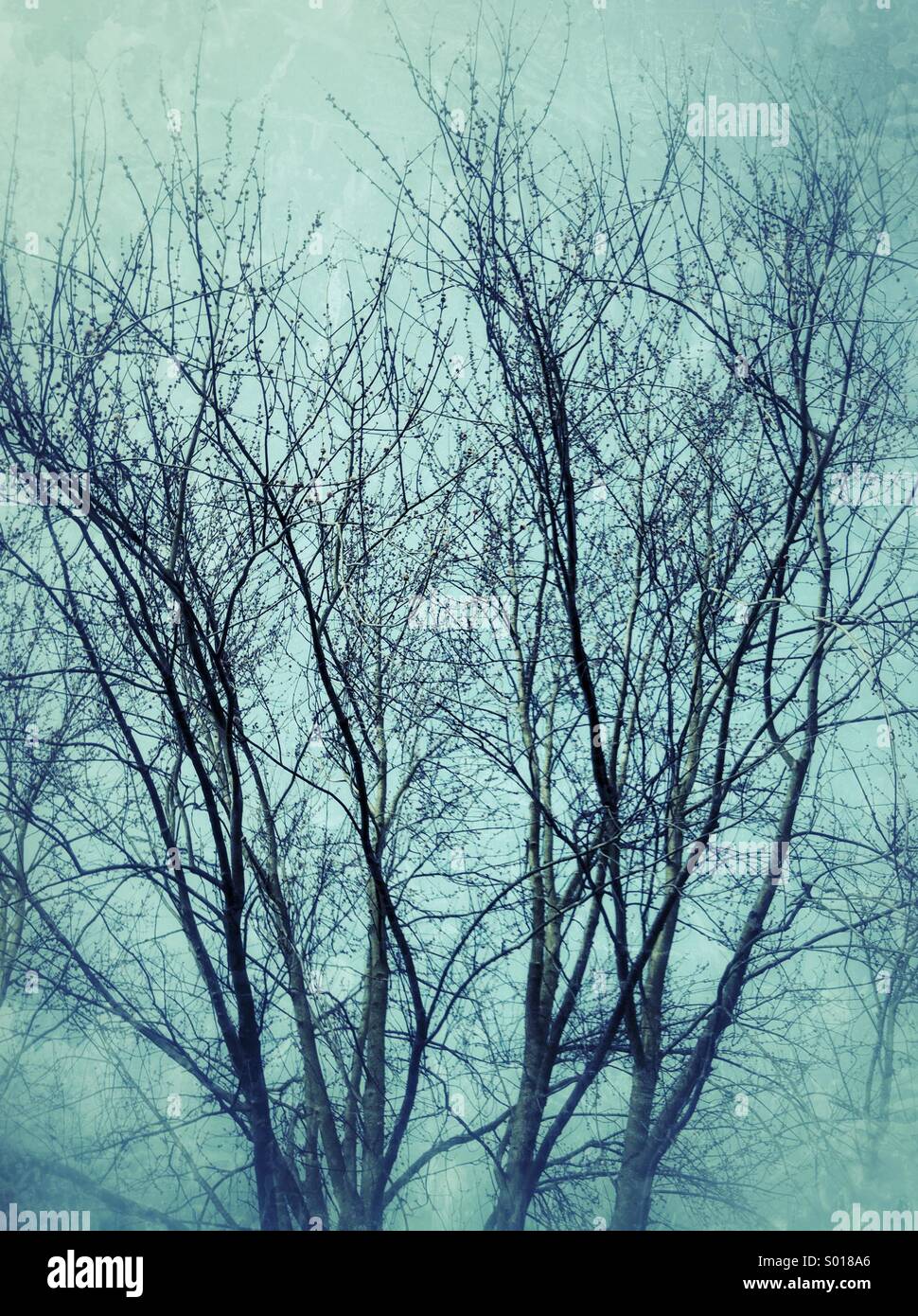 I rami degli alberi in inverno Foto Stock