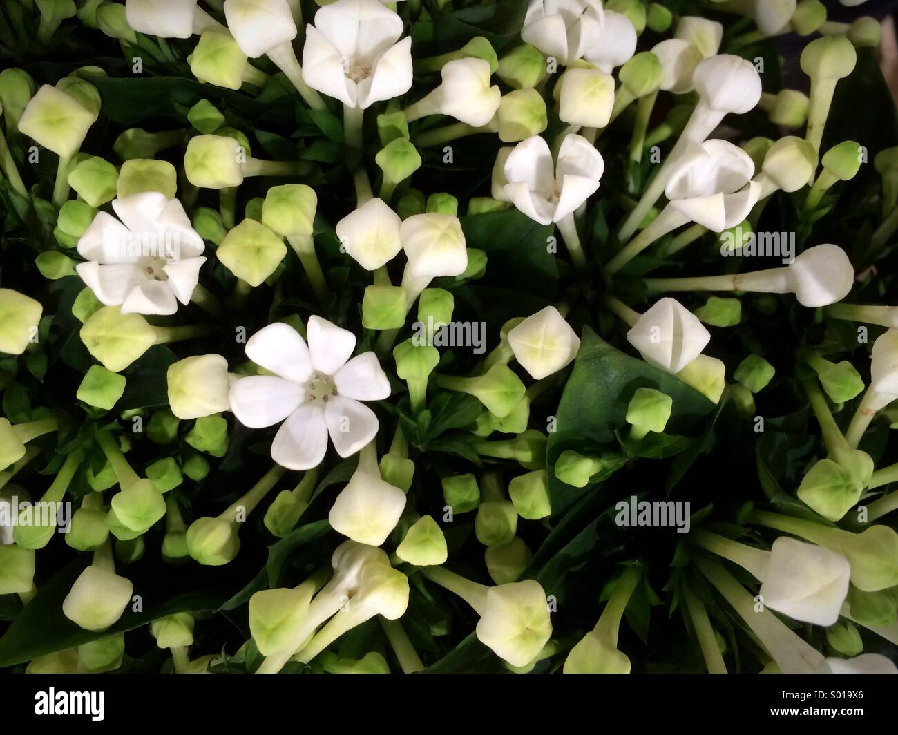Bianco Fiori bouvardia close up. - Immagine stock catturata con smartphone