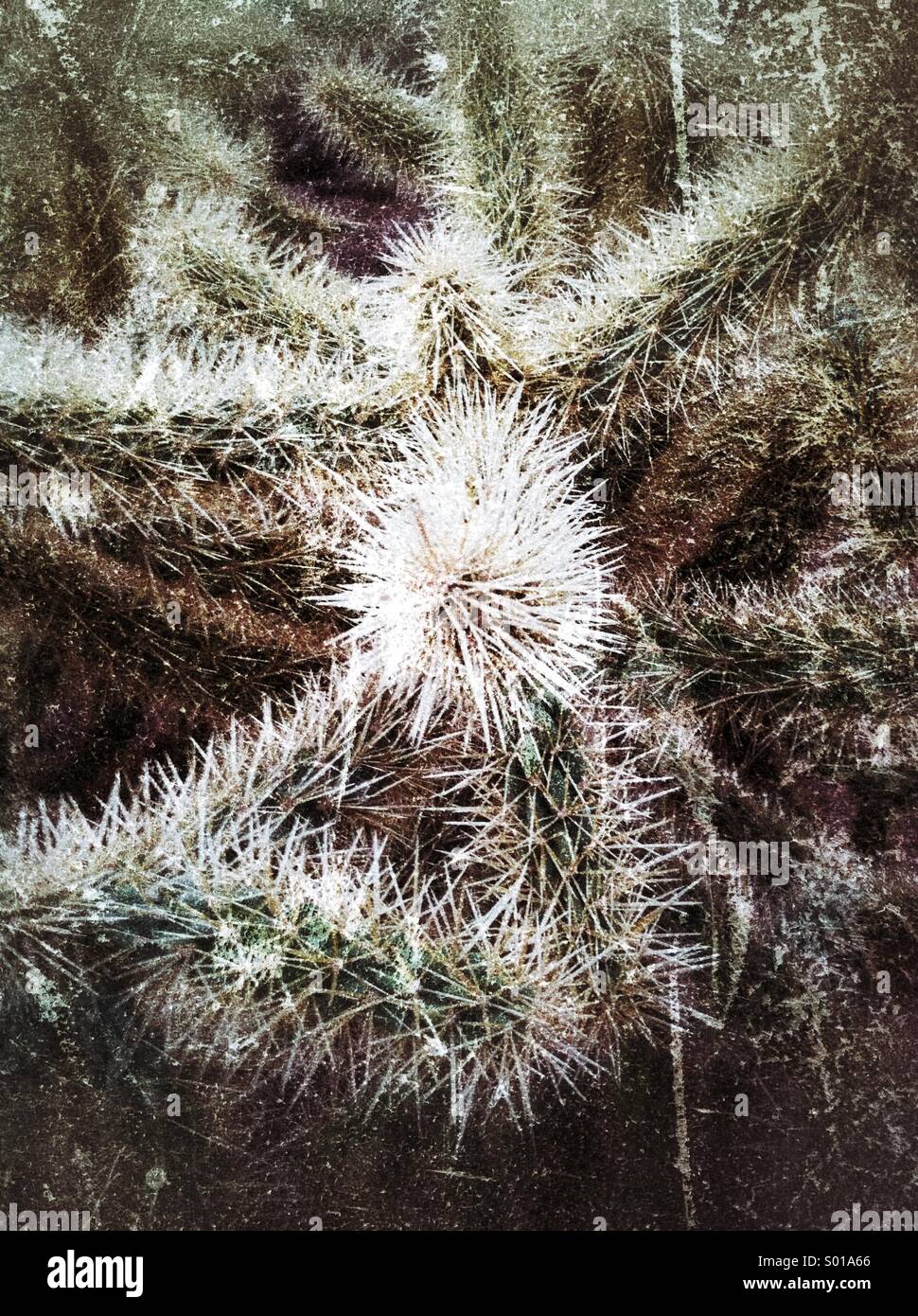 Buckhorn Cholla Cactus con milioni di micidiali spine taglienti! Deserto di Sonora dell'Arizona. Maricopa County. Stati Uniti d'America Foto Stock