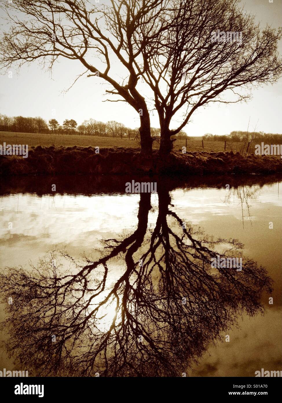 La riflessione di albero in canal Foto Stock