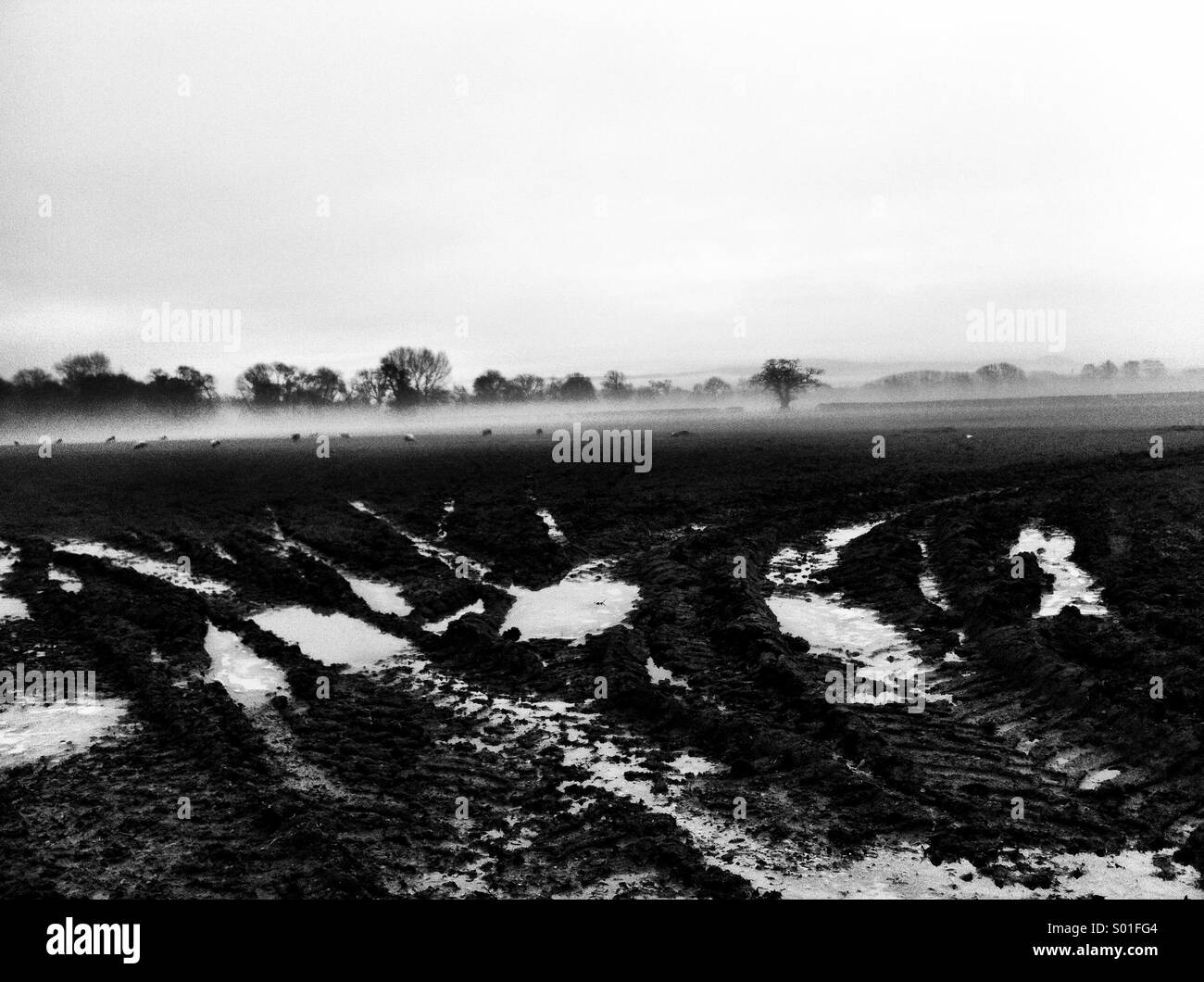 Campo fangoso in una nebbiosa giorno Foto Stock