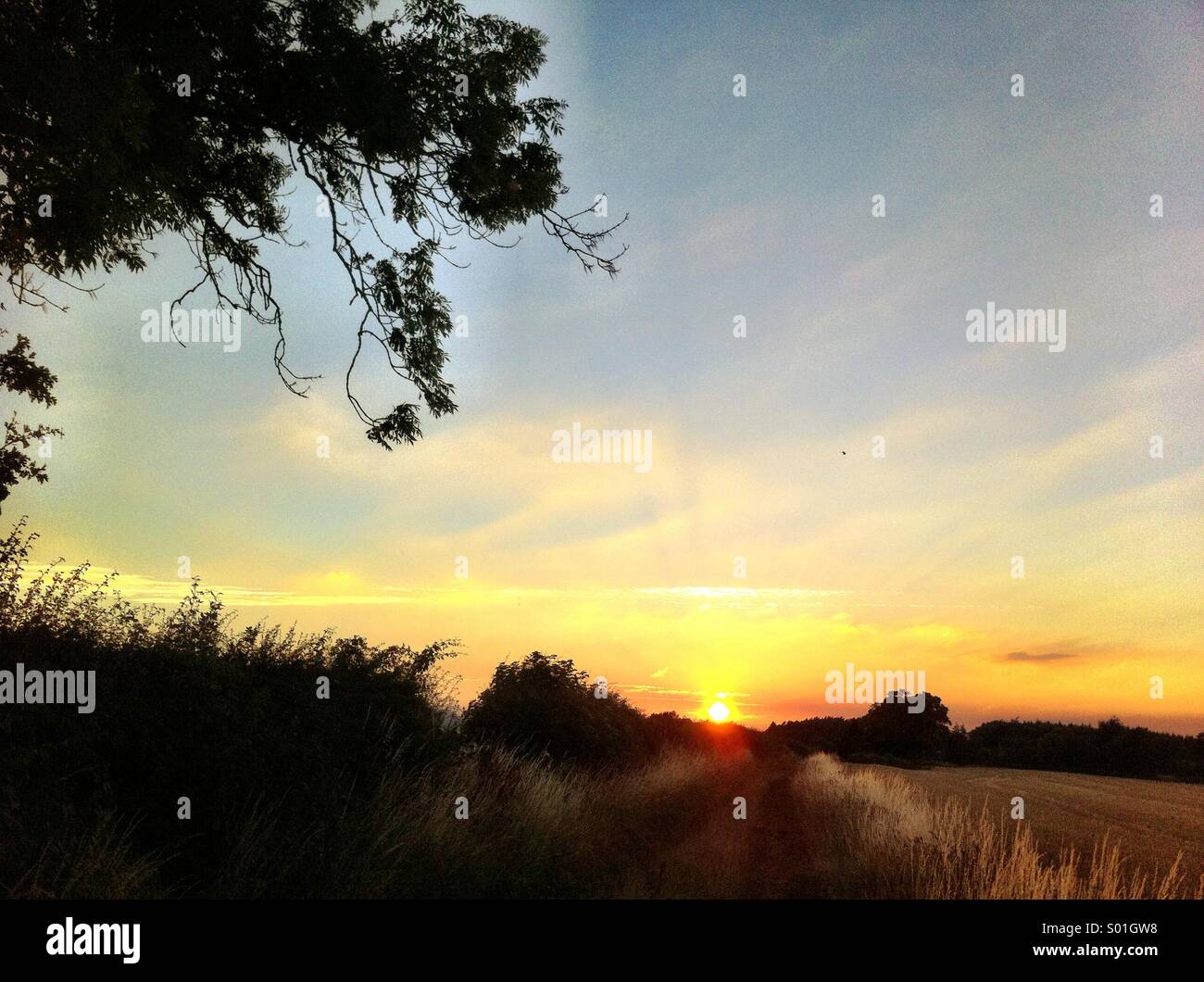 Tramonto su campo di grano Foto Stock