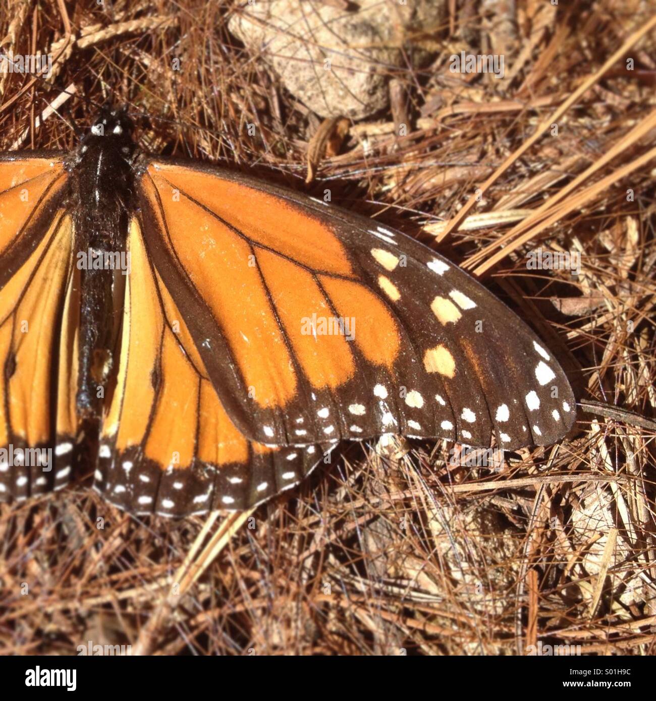 Una farfalla monarca in Cerro Pelon Santuario nel villaggio di Capulin, Stato del Messico, Messico - Immagine stock catturata con smartphone Una farfalla monarca in Cerro Pelon Santuario nel villaggio di Capulin, Stato del Messico, Messico - Immagine stock catturata con smartphone