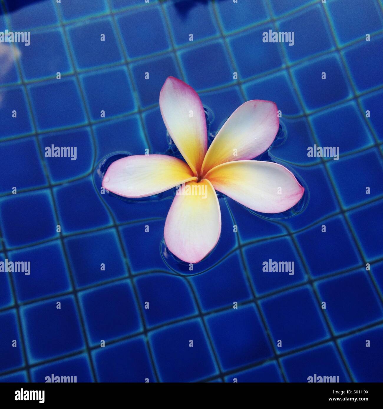 Plumeria sbocciare fiori galleggianti in un luminoso blu piscina in un resort tropicale. Foto Stock