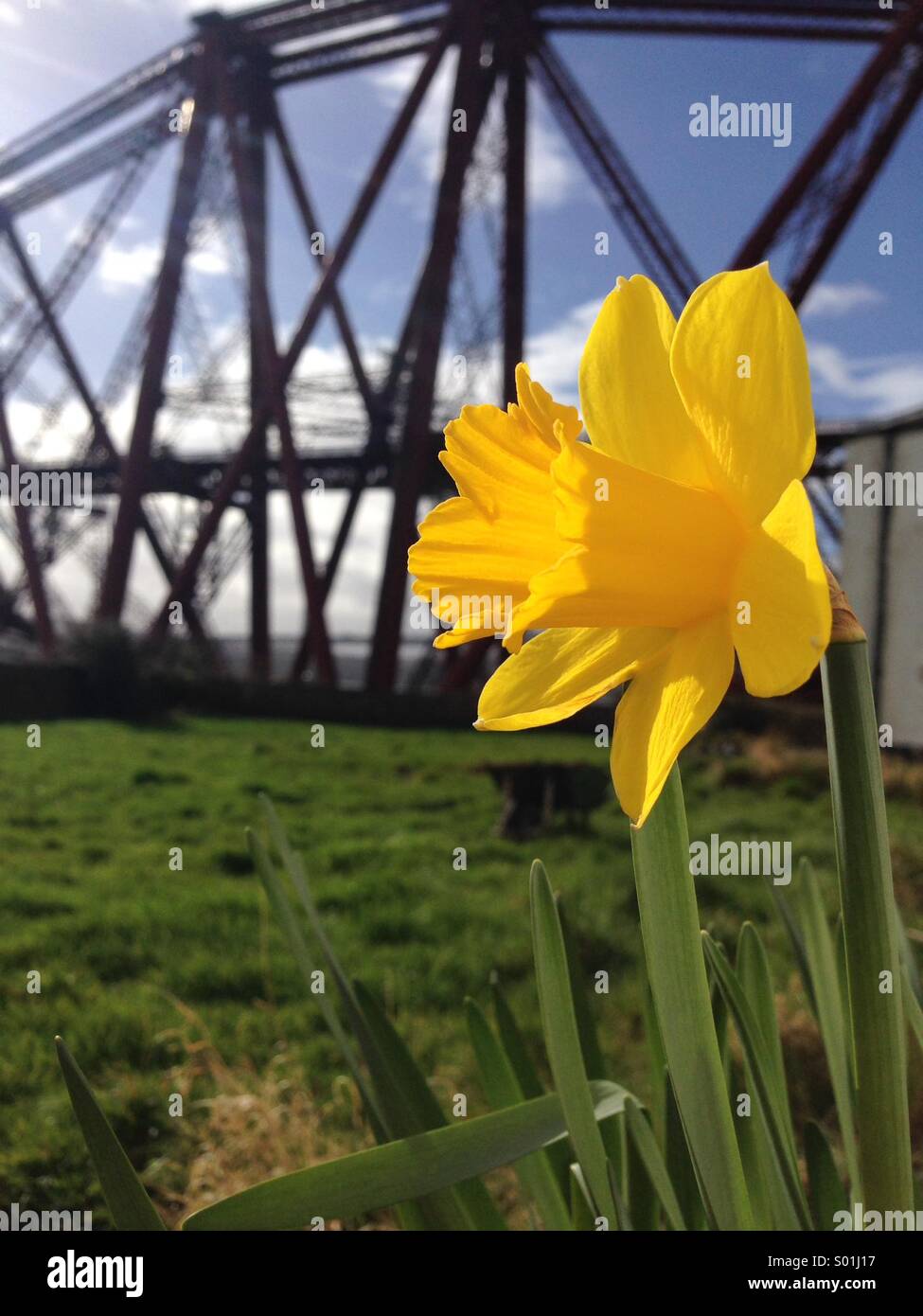Il primo daffodil della molla. - Immagine stock catturata con smartphone