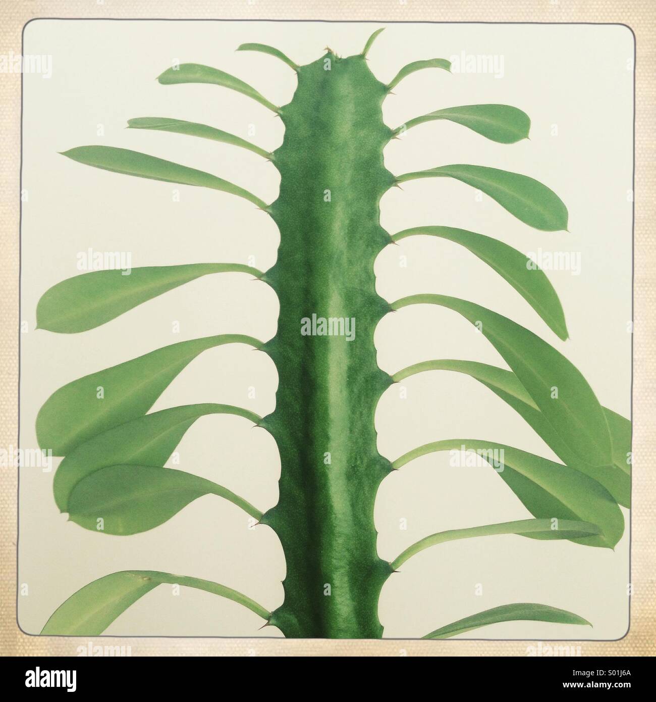 foglie di cactus Foto Stock