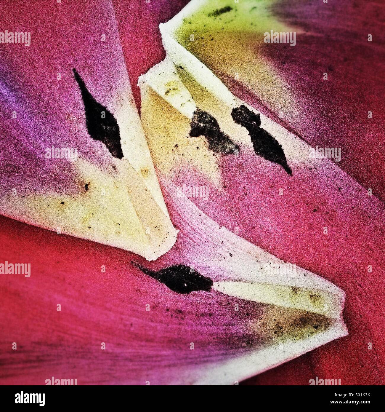 I tulipani petali di morire. L'arte astratta nozione - Immagine stock catturata con smartphone