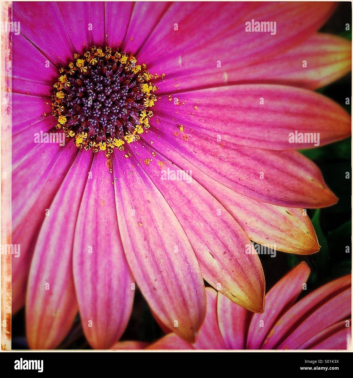 Daisy petali fiore close up Foto Stock