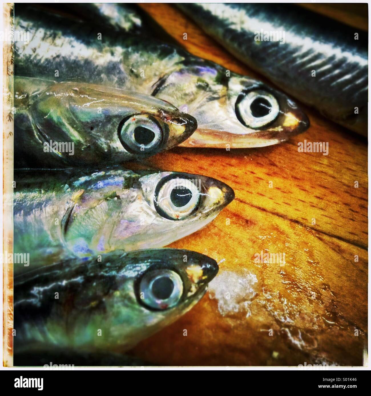Sardine pesci vicino. Singolo pesce cercando in opposte positition. Conceptual - Immagine stock catturata con smartphone