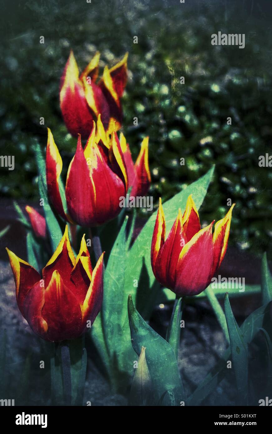 I tulipani... In Amsterdam Foto Stock