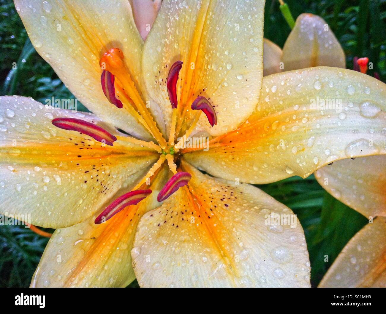 Le gocce di pioggia sul fiore . Foto Stock