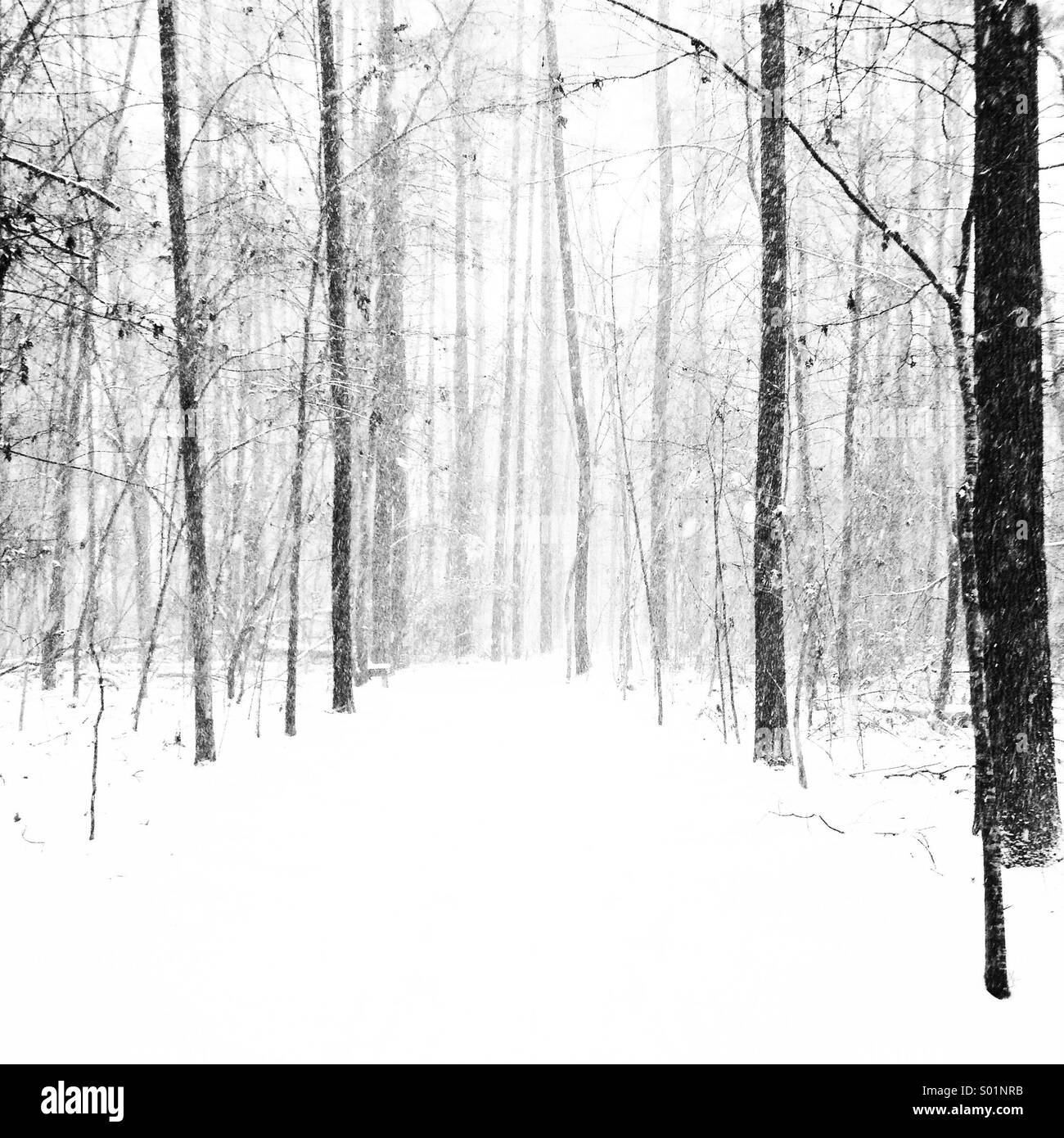 Una coperta di neve percorso attraverso i boschi Foto Stock