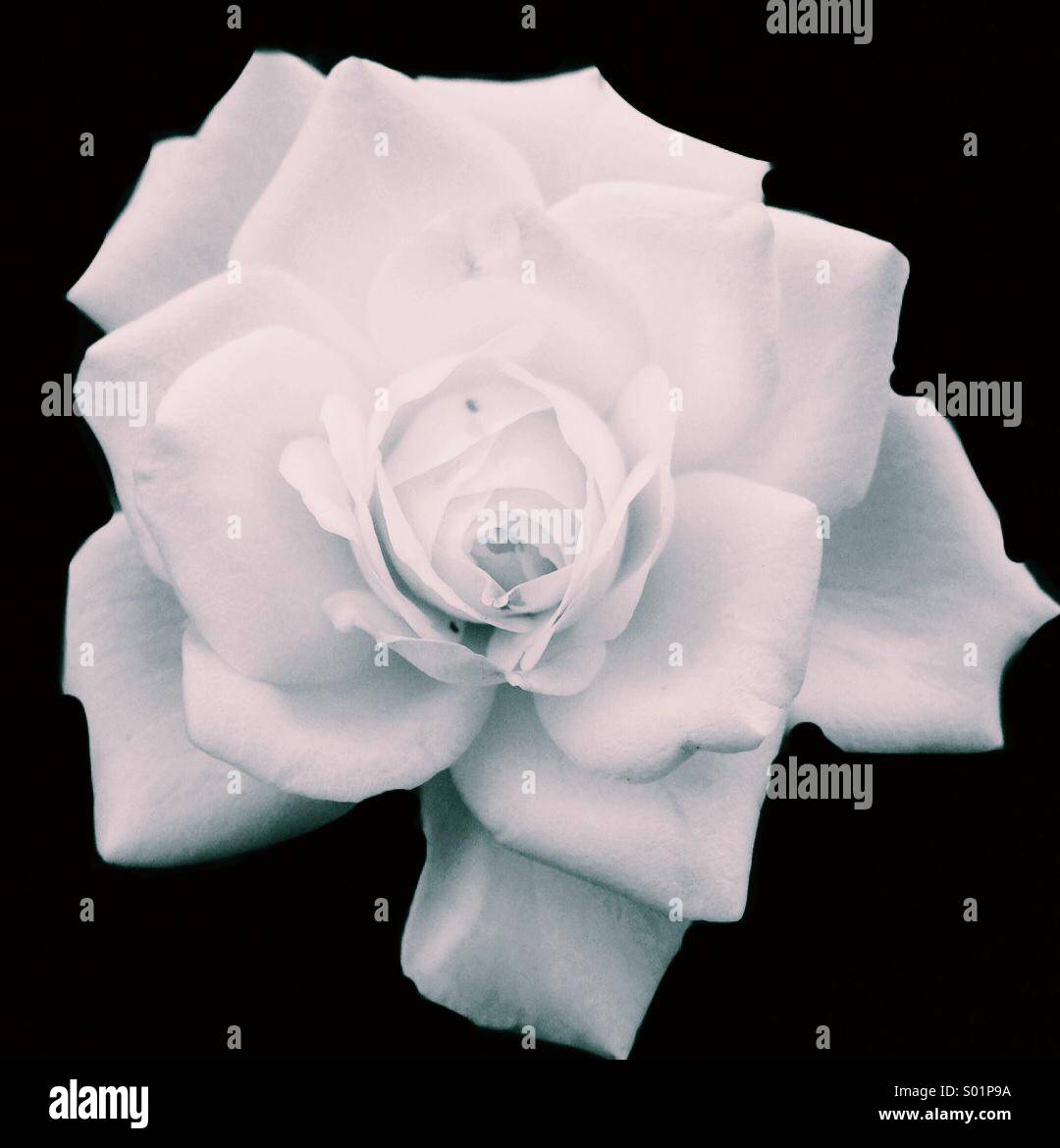 La rosa bianca Foto Stock