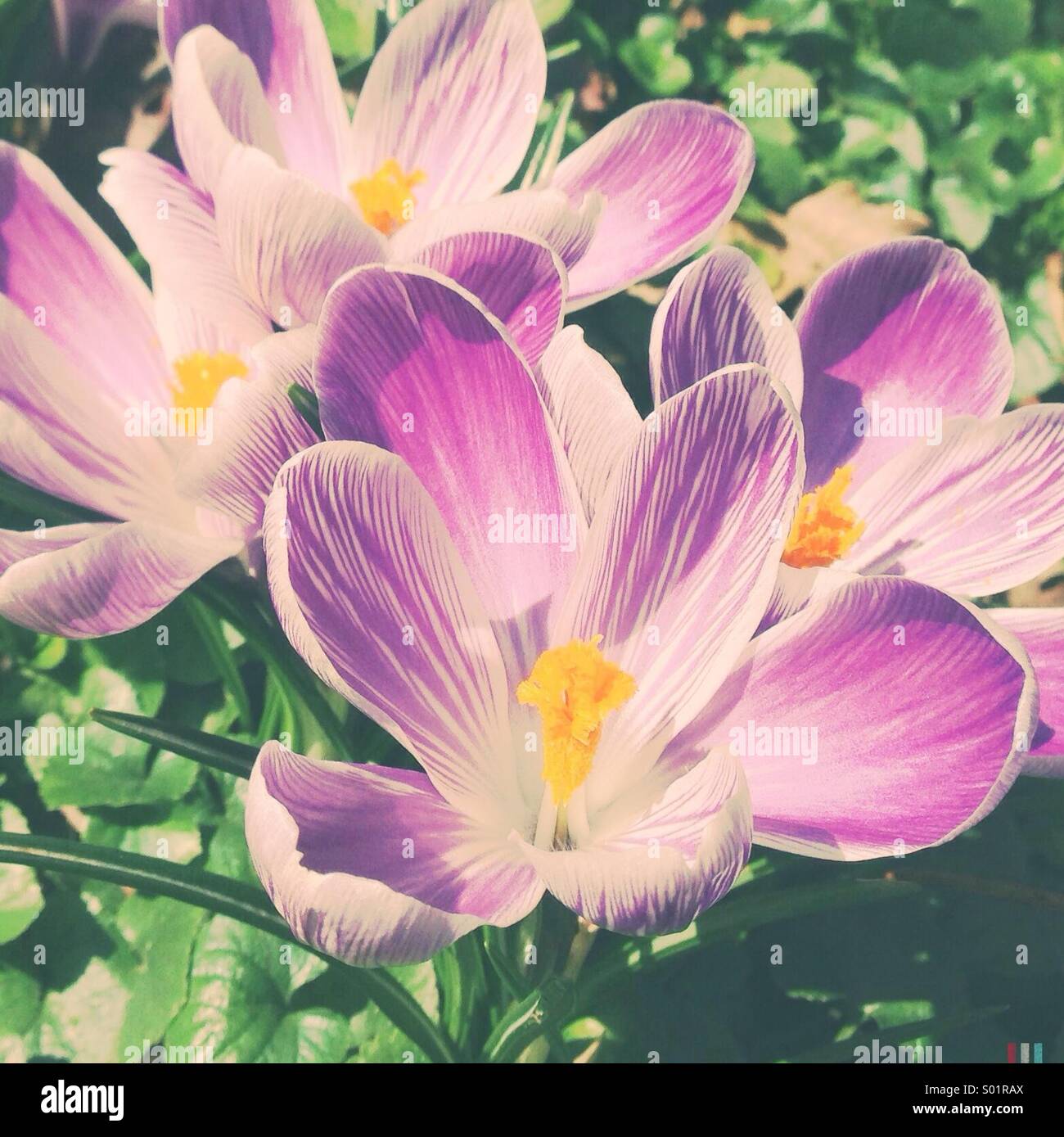 Crocus in primavera Foto Stock