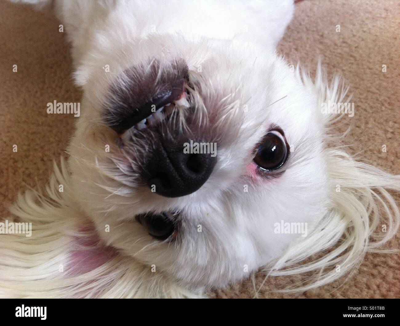 Scruffy il maltese Terrier Foto Stock