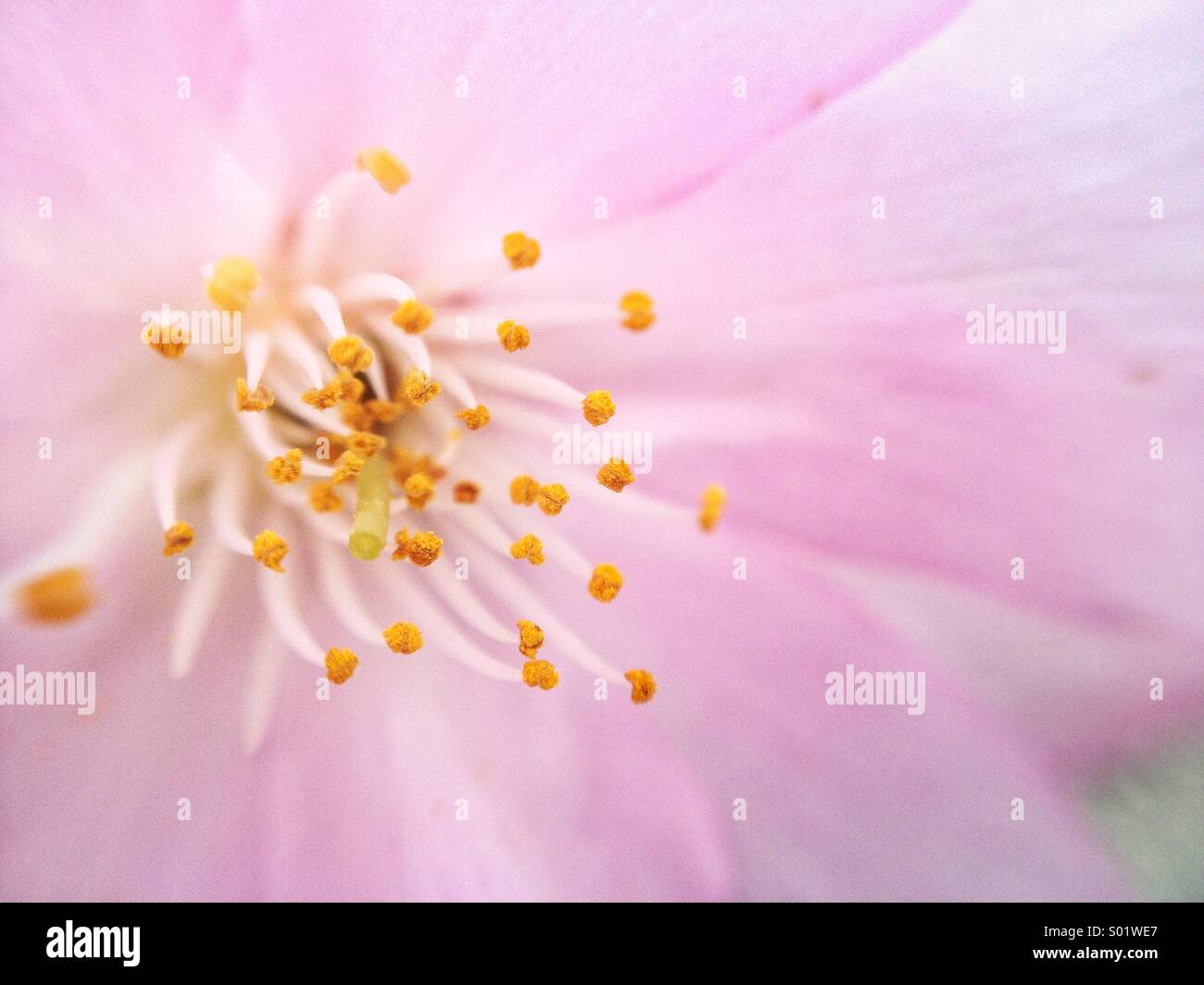 Blossom vista macro di stame e baccelli di semi Foto Stock