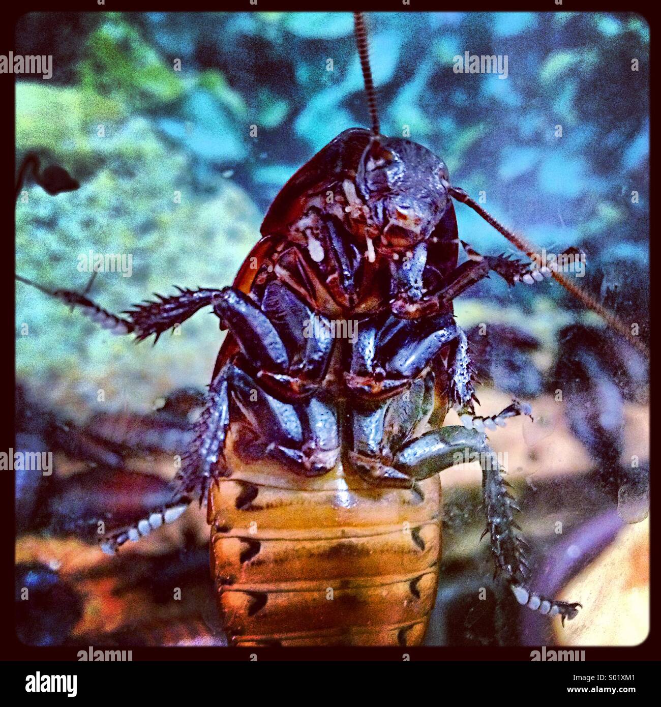 La parte inferiore di un sibilo del Madagascar scarafaggio. Foto Stock